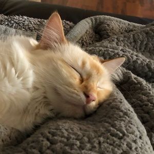 Meet your Posher, Ann